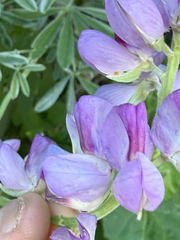 Lupinus longifolius, photograph (c) Mike Butler, some rights reserved (CC BY)