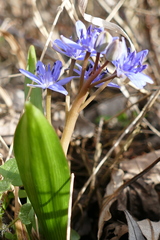 Scilla vindobonensis