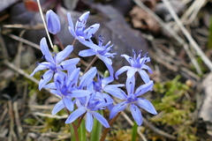 Scilla vindobonensis