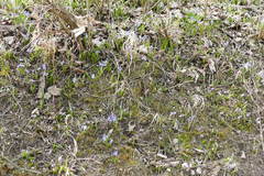 Scilla vindobonensis