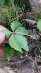 Tetrastigma obtectum