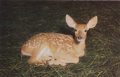 White-tailed Deer photographed in Maine