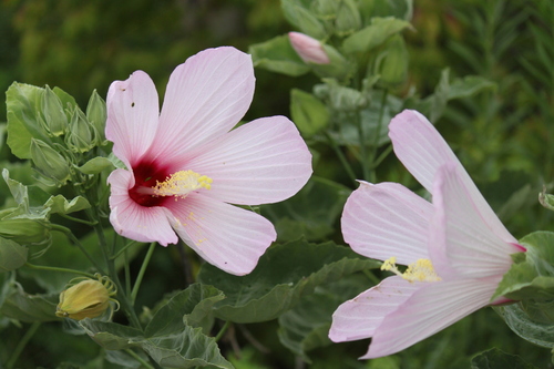 Swamp Rosemallow (Hibiscus grandiflorus)