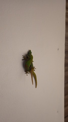 Phelsuma laticauda