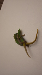 Phelsuma laticauda