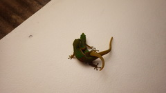 Phelsuma laticauda