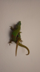 Phelsuma laticauda