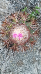 Melocactus lemairei