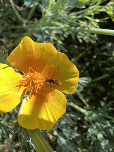 Unknown species found near Richland Rd, San Marcos, CA, US