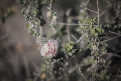 Asphondylia floccosa