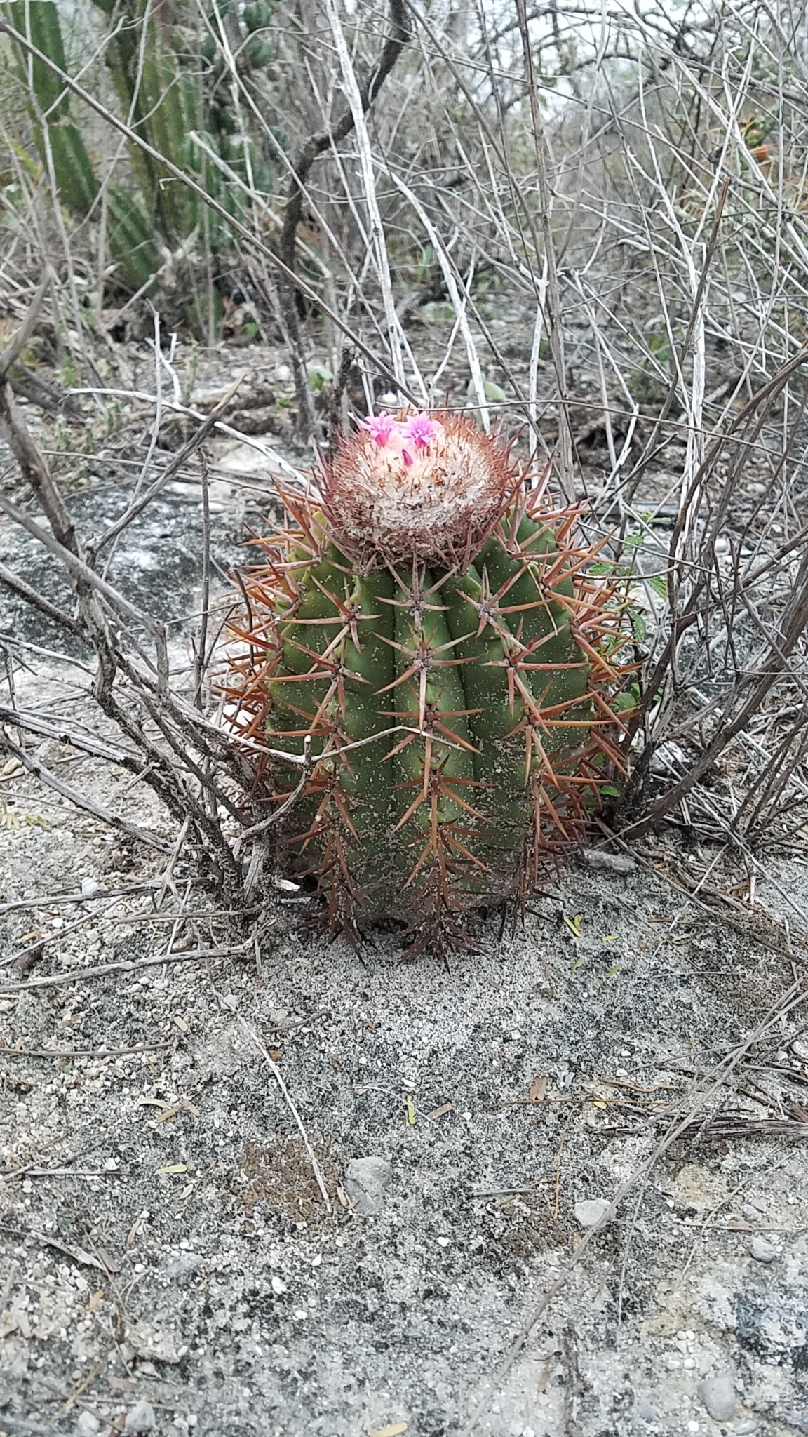 Melocactus lemairei