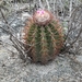 Lemaire's Turk's Cap Cactus - Photo (c) Yolanda M. Leon, some rights reserved (CC BY-NC), uploaded by Yolanda M. Leon