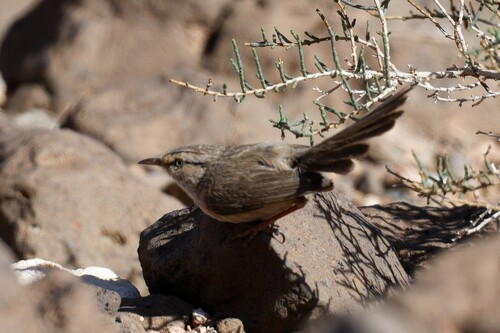 Scrub Warbler