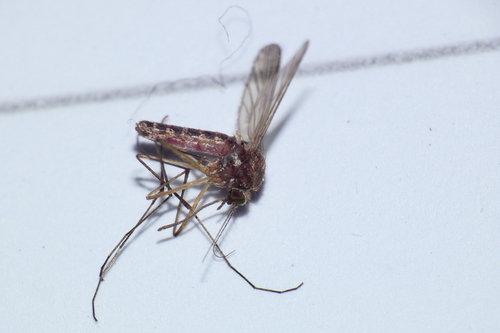 Unknown species found near Maryland, US