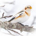 Snow Bunting - Photo (c) Denis Doucet, some rights reserved (CC BY-NC), uploaded by Denis Doucet