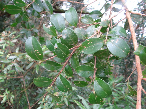 Camellia brevistyla (Camellia brevistyla)