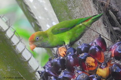 Loriculus beryllinus