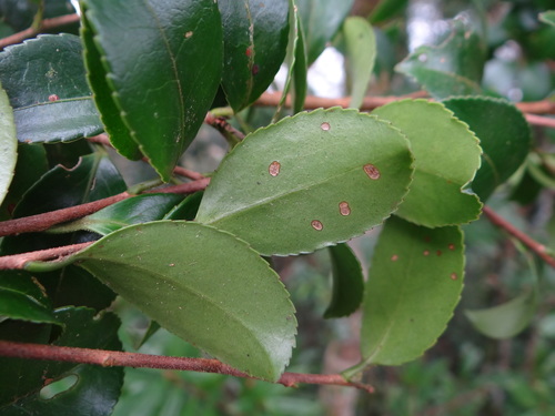 Image of Camellia brevistyla by (c) 呂一起(Lu i-chi), some rights reserved (CC BY)