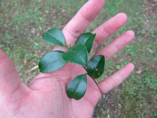 Image of Camellia brevistyla by (c) 呂一起(Lu i-chi), some rights reserved (CC BY)