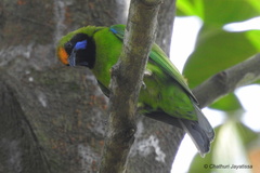 Chloropsis aurifrons