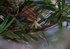 Maxillaria acuminata