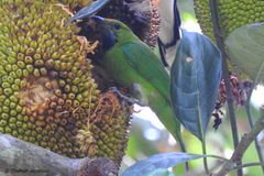 Chloropsis aurifrons