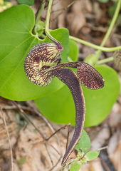 Aristolochia ringens