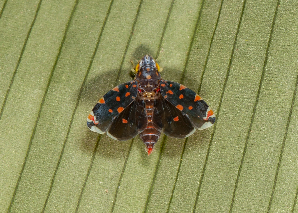 Ladoffa elauta