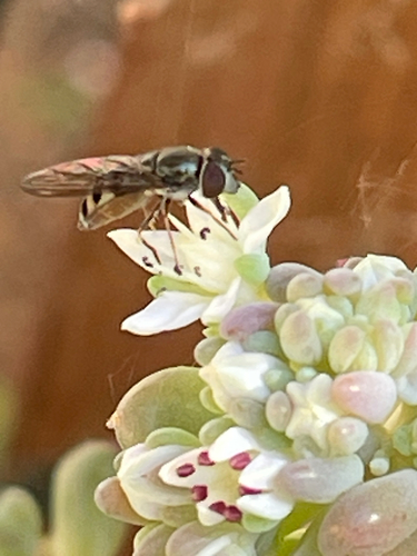 Unknown species found near Krosens Rd, Marysville, CA, US