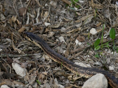 East-Four-lined Ratsnake