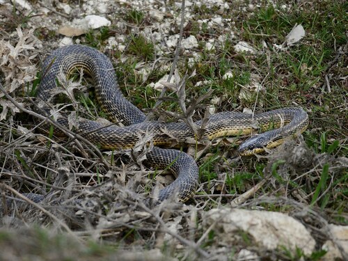 East-Four-lined Ratsnake