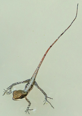 Anolis semilineatus