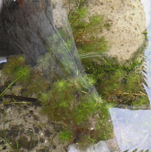 Myriophyllum quitense, 2026-03-25