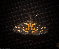 Diathrausta ochreipennis