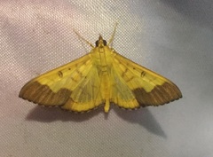 Meroctena staintonii