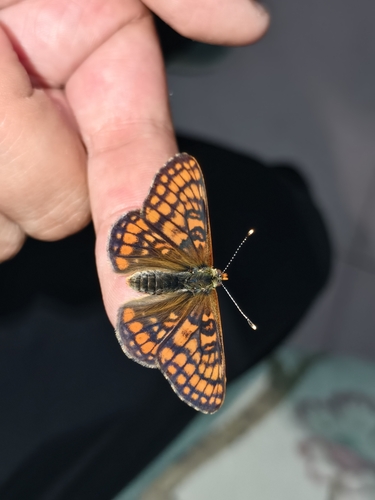 Asian Fritillary