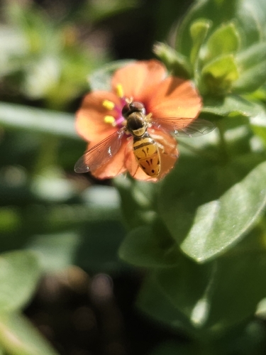 Unknown species found near Fairfield, CA 94533, USA
