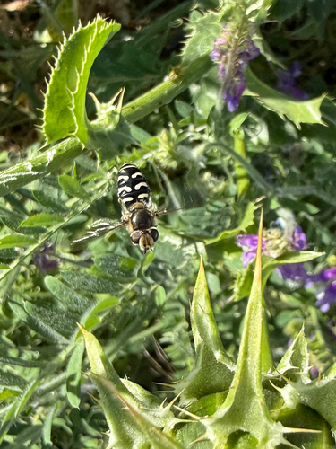 Unknown species found near Patrol Rd, McClellan, CA, US