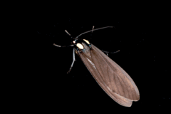 Opharus bimaculata
