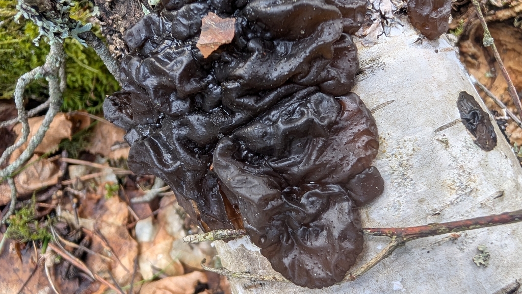 Exidia nigricans · March 2026 · photo: © wiljame (iNaturalist, cc-by)