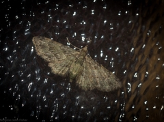 Chloroclystis mniochroa