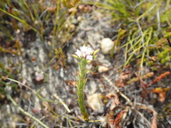 Euchaetis schlechteri