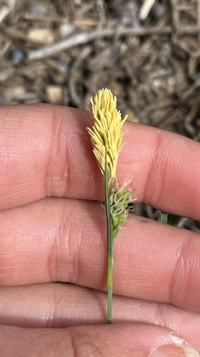 Carex meadii (Carex meadii)