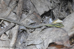 Dendrelaphis bifrenalis