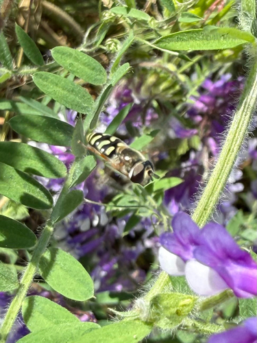 Unknown species found near Patrol Rd, McClellan, CA, US