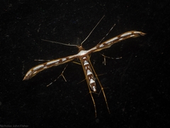 Cosmoclostis aglaodesma