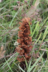Orobanche elatior
