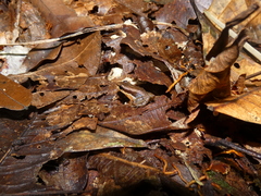 Allobates insperatus