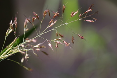 Capillipedium parviflorum