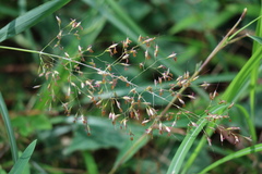 Capillipedium parviflorum